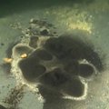 Nufilmuotos povandeninės Ilgio ežero paslaptys