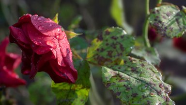Kaip gydyti rožes be chemikalų: liaudiškos priemonės nuo amarų ir kitų ligų