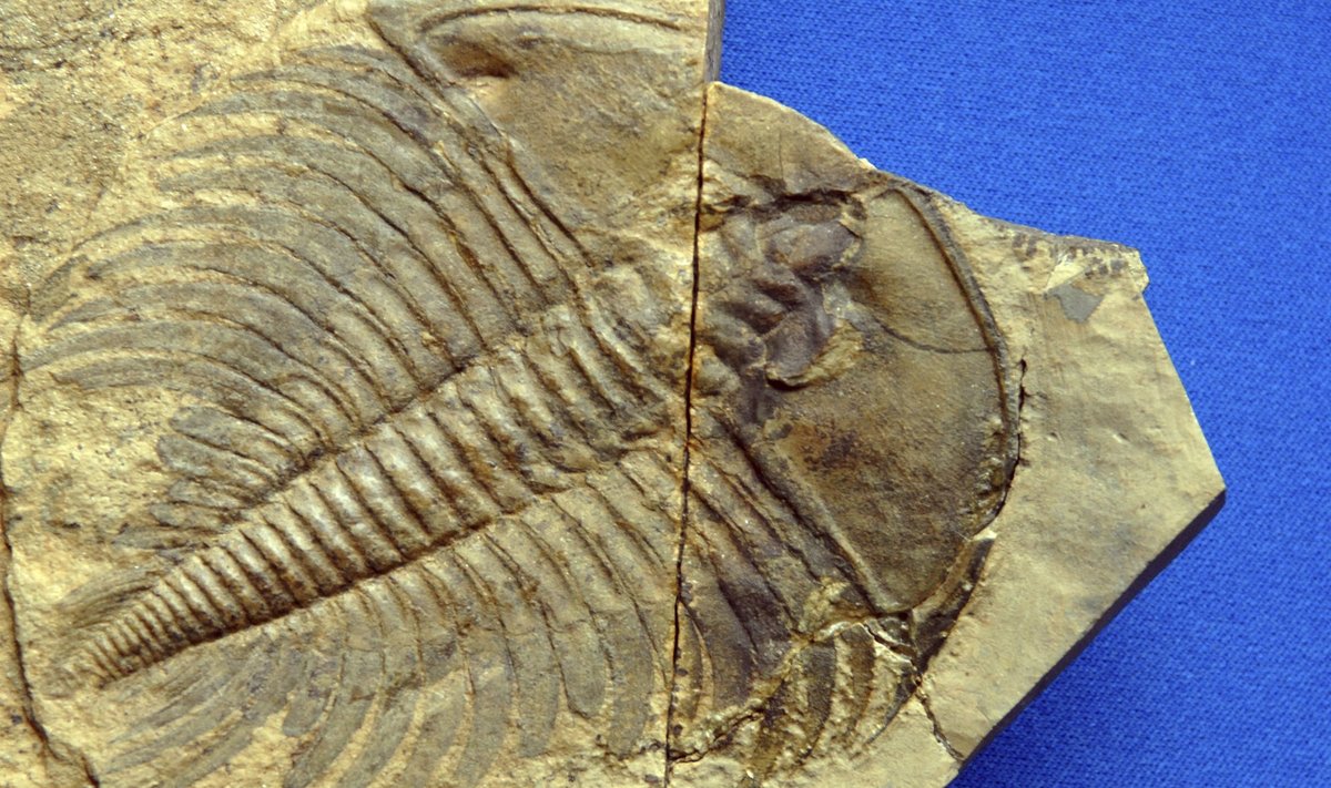 Trilobito, gyvenusio prieš 252 mln. metų, fosilija