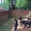 „Mirties sodais“ vadinamuose Indonezijos zoologijos soduose badu marinami malajiniai lokiai