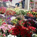 Kaip keičiasi šviežio derliaus ir gėlių kainos turguje