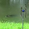 Į patvinusį Teksaso gyventojų kiemą atplaukė du aligatoriai