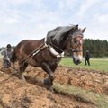 Žemės ūkio ministerija persigalvojo – išartų pievų atkurti nereikės