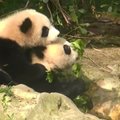 „Slaptas pandų gyvenimas“ (XXX): imtynės be pralaimėtojų