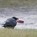 Mūsų įprotis visą krauti į plastikinius maišelius paukščiams kainuoja gyvybę