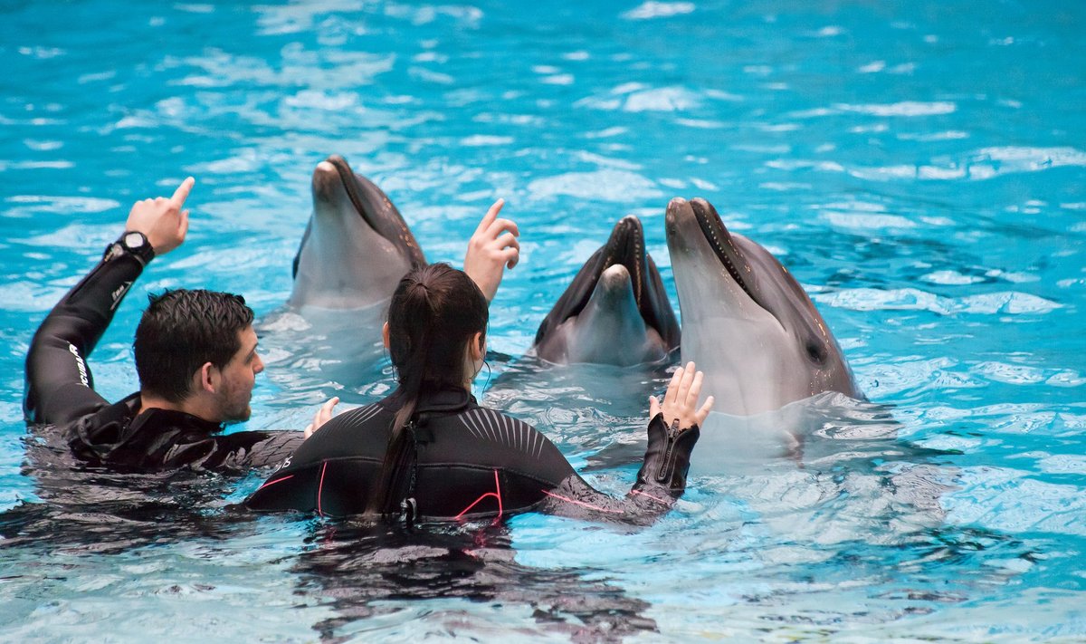 Delfinų terapija