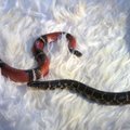 Pasitinkant Naujuosius kinų metus - renginių ciklas „Gyvatės kirtis“