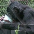 Tyrimas rodo, kad šimpanzės renkasi į draugus panašius į save