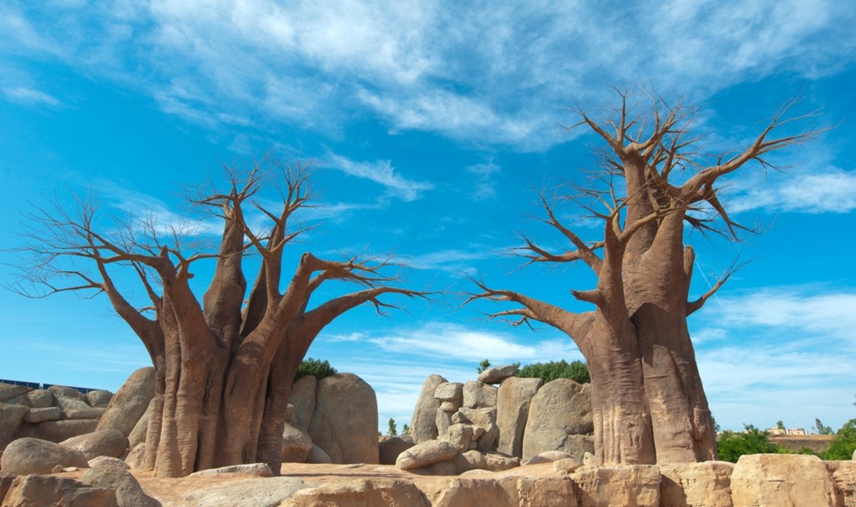 Baobabai