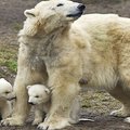 Rheneno zoologijos sodo lankytojams pristatė du baltuosius lokiukus