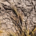 State of emergency over drought declared