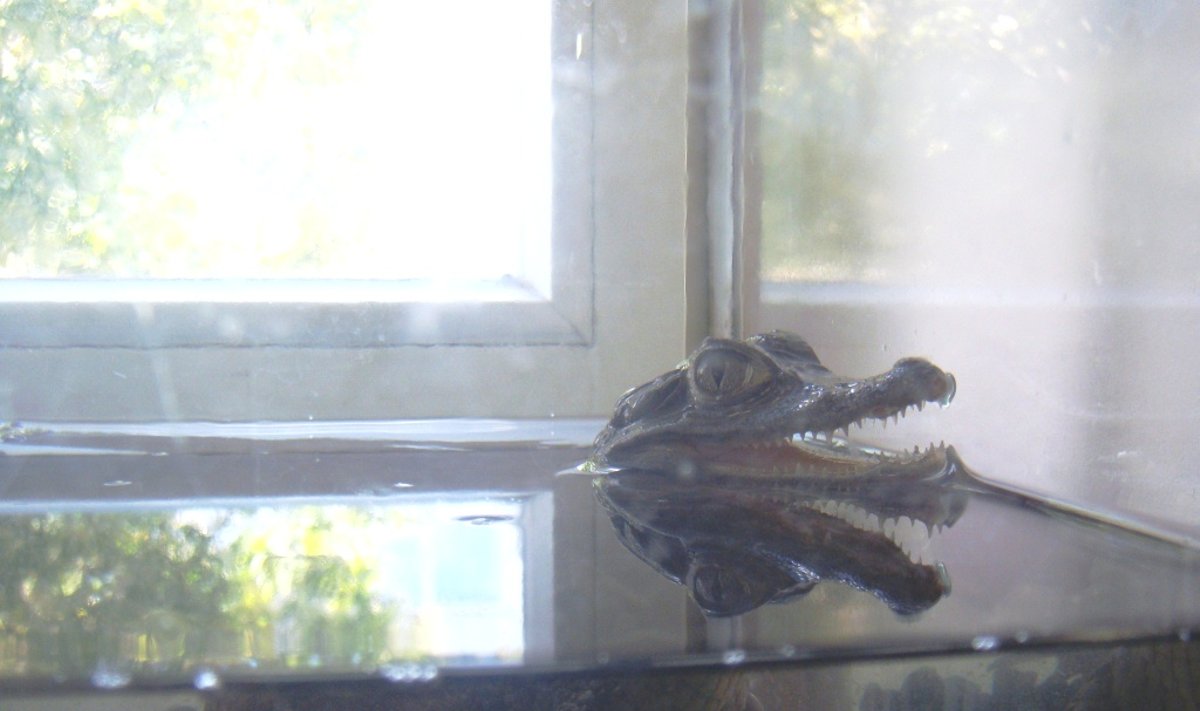 Iš kauniečio konfiskuotas krokodilas
