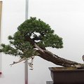 Japonijos kultūros festivalis Vilniuje: bonsai, ikebana, kaligrafija