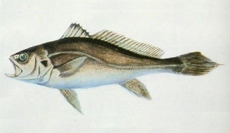 Bahaba žuvis