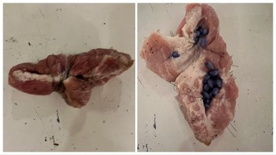 Senamiestyje aptikta užnuodyta mėsa