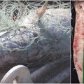 Ką reiškia būti delikatesu: nykstančias žuvis gaudo dėl tūkstančius kainuojančių pūslių