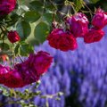 Kviečia pasigrožėti rožių jūra: Kaune pražydo didžiausias rožynas Lietuvoje