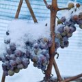 Vokietija dėl šiltos žiemos liko be ledo vyno