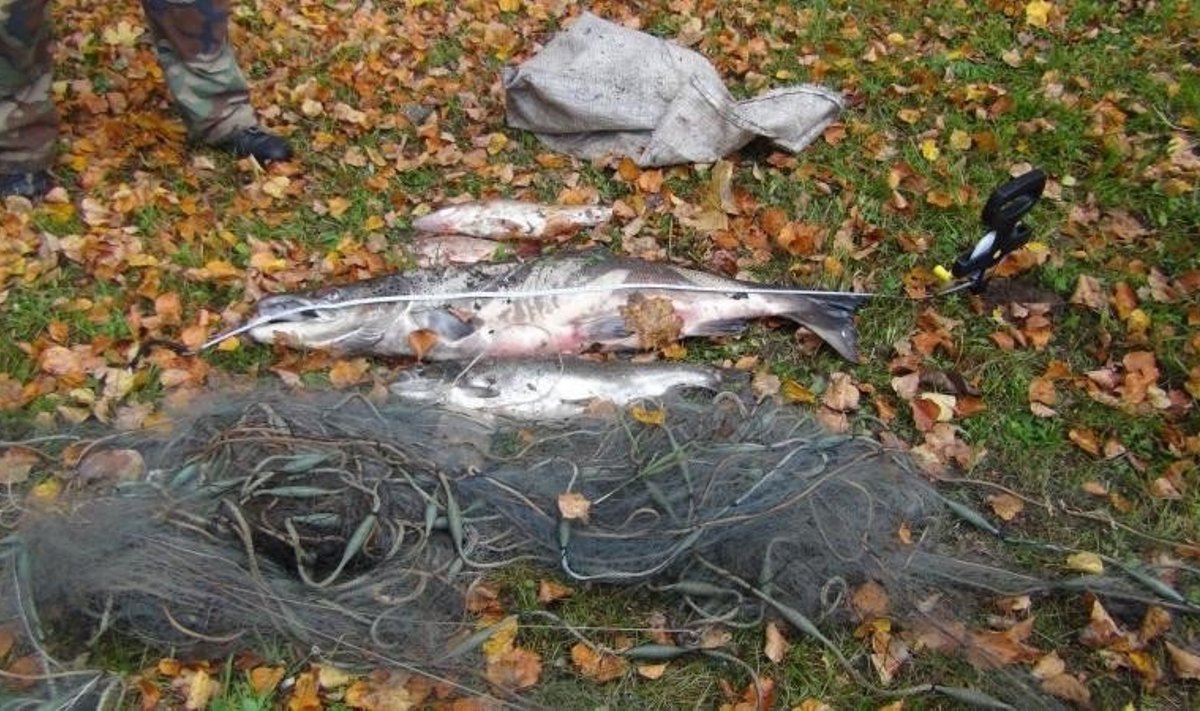 Brakonierių sugautos keturios žuvys, tarp jų lašiša, atsieis beveik 15 tūkst. litų