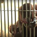 Linksmas vaizdelis: orangutangas žaidžia su pasaulį užkariavusiu sukučiu