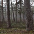 Miškininko atsakas Liudvikui Andriuliui: miškų kirtimas nėra nusikaltimas