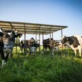 Didesnės pajamos pieno gamintojams – jau greitai