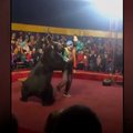 Cirko pasirodymo metu Rusijoje meška puolė dresuotoją, persigandę žiūrovai puolė bėgti išėjimo link
