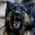 Šunų lojimą ir kačių kniaukimą siūloma spręsti įstatymo pataisomis