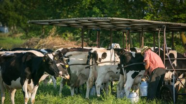 Pieno gamintojai vėl skambina pavojaus varpais