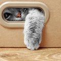 Kodėl katės taip mėgsta dėžes?
