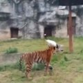 „Kung Fu Panda“: tigrų aptvare gervė nesileido skriaudžiama