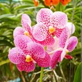 Orchidėjos – puošmena bet kokiam interjerui