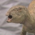 Rasti mažiausio Šiaurės Amerikos dinozauro kaulai