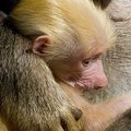 Izraelio zoologijos sode gimė oranžinis babuinas