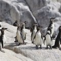 Pingvino šokis - kaip iš animacinio filmo