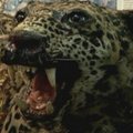 Mokslininkai bando išsaugoti Argentinos jaguarą