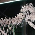 Muziejuje Danijoje ypatingas dėmesys skiriamas dinozaurams