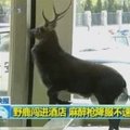 Kinijos viešbutyje elnias sukėlė chaosą