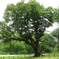 Klimatas gena lauk mūsų medžius: teks atsisveikinti su Lietuvos simboliu