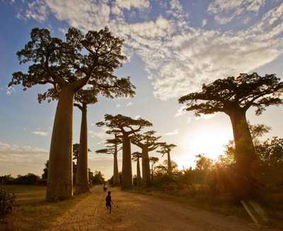 Baobabų aveniu, Morondava (Madagaskaras)