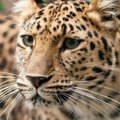 Taline gimęs amūrinis leopardas JAV zoologijos sode nugalabijo savo „nuotaką“