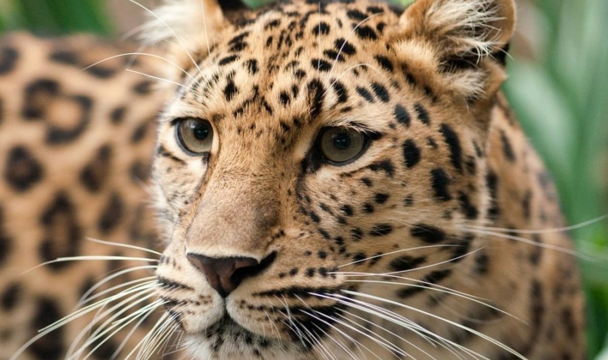 Amūrinis leopardas