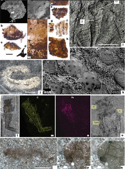 Priešistorinių padarų fosilijos aptiktos Velse. J. Botting/Nature ecology & evolution nuotr.