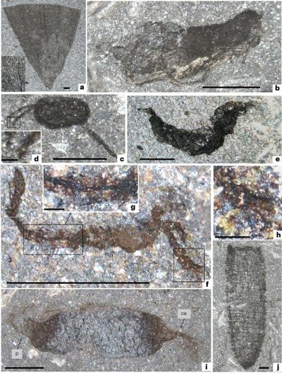 Priešistorinių padarų fosilijos aptiktos Velse. J. Botting/Nature ecology & evolution nuotr.