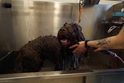 Gyvūnų viešbutyje maudomas šuo