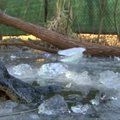 Bandydami ištrūkti iš šalčio gniaužtų aligatoriai nosimis laužė ledą