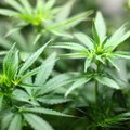 Švedijoje leista vartoti medicininę marihuaną