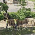 Vilniečiai pakraupę: darbininkai suniokojo medį, nulaužė šakas