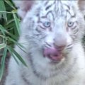 Buenos Airių zoologijos sode jau galima pamatyti retus baltuosius tigriukus