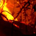 Niokojantys gaisrai Kalifornijoje nesiliauja: žuvo jau 31 žmogus